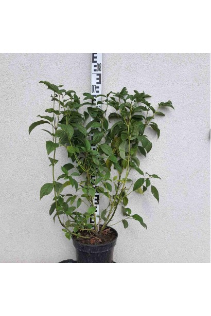 Дерен паростковий Флавірамеа - 5л/вис.80-100см/Ø40-50см